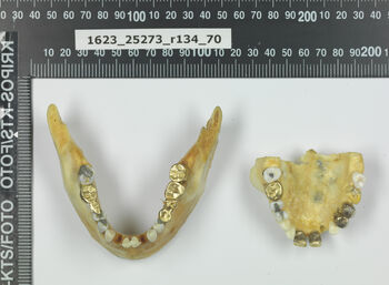 Quite some work had been done on the teeth of the woman found in the Ice Valley, among other things, a few gold bridges not typical of Norwegian dental treatment.