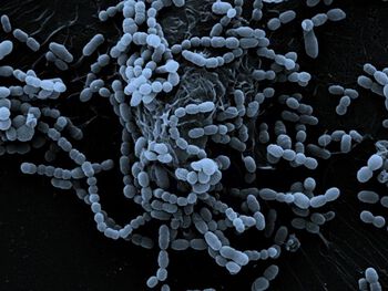 Mikroskopbilde av Streptococcus mitis viser hvordan de vokser i lenker.