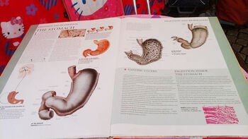 virveldyr ,organisme ,pattedyr ,font ,illustrasjon.