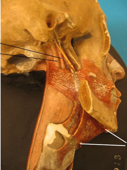 Anatomisk bilde av muskler i ansikt og hals