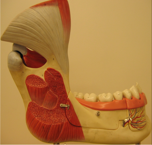 Anatomisk bilde av muskler i ansiktet og munnen