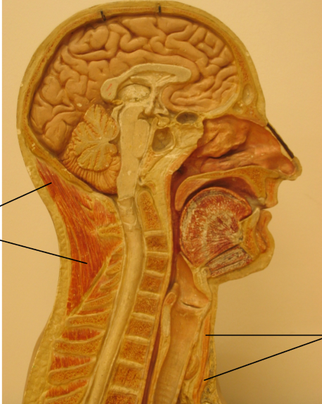 Anatomisk bilde av muskler i ansiktet
