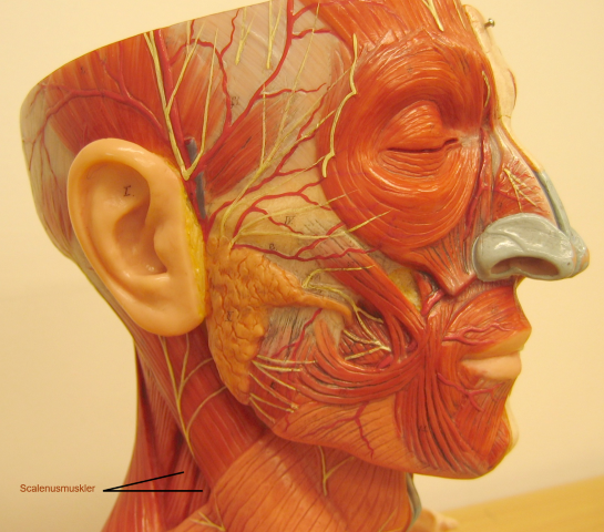 Anatomisk bilde av muskler i ansiktet