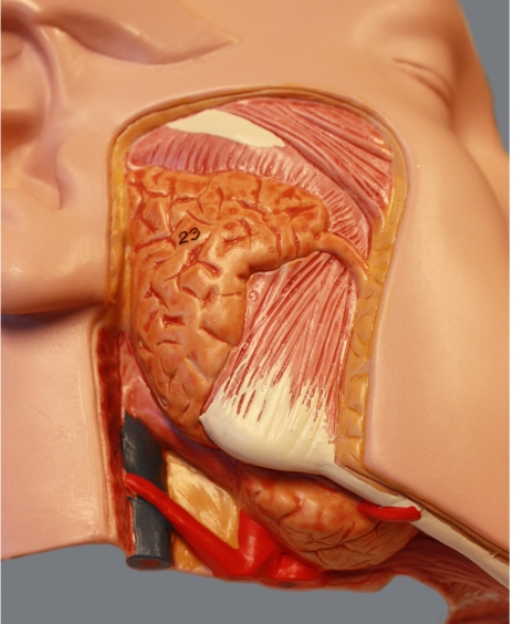 Anatomisk bilde av muskler i kjeven